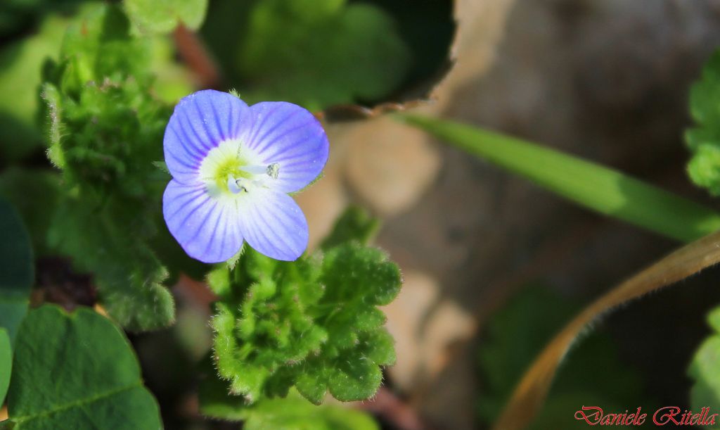 Veronica persica